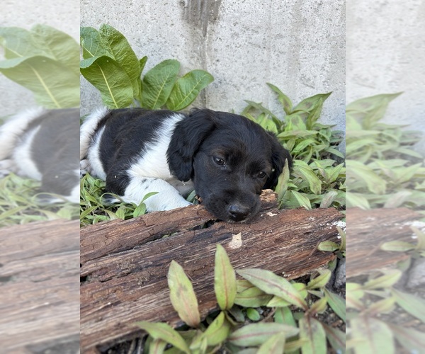 Medium Photo #1 Brittany Puppy For Sale in REHOBOTH, MA, USA