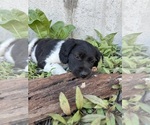 Puppy Gravy Brittany