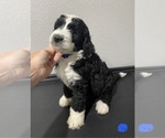 Small Photo #10 Bernedoodle Puppy For Sale in ANNA, TX, USA