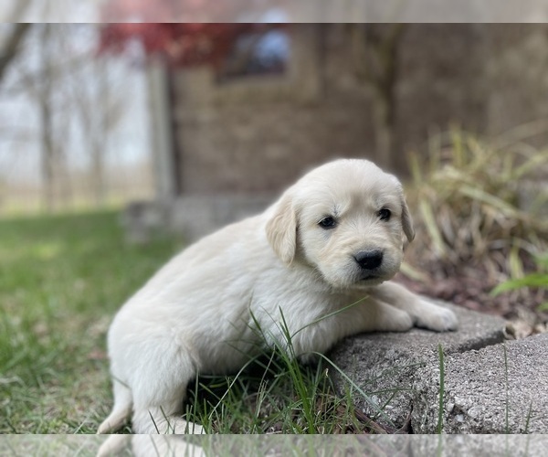 Medium Photo #6 Golden Retriever Puppy For Sale in FORDLAND, MO, USA