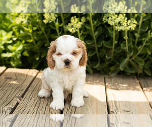 Medium Cocker Spaniel