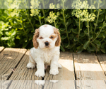 Puppy Reggie Cocker Spaniel