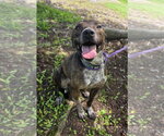 Small Photo #2 Mountain Cur-Unknown Mix Puppy For Sale in Attalka, AL, USA