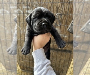 Cane Corso Puppy for sale in HANFORD, CA, USA