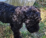 Small Photo #2 Doodle-Goldendoodle Mix Puppy For Sale in WACO, TX, USA