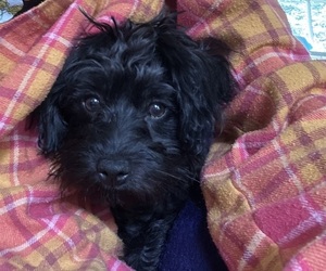 YorkiePoo Puppy for sale in KENNESAW, GA, USA