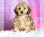 Puppy Tigger Yorkipoo