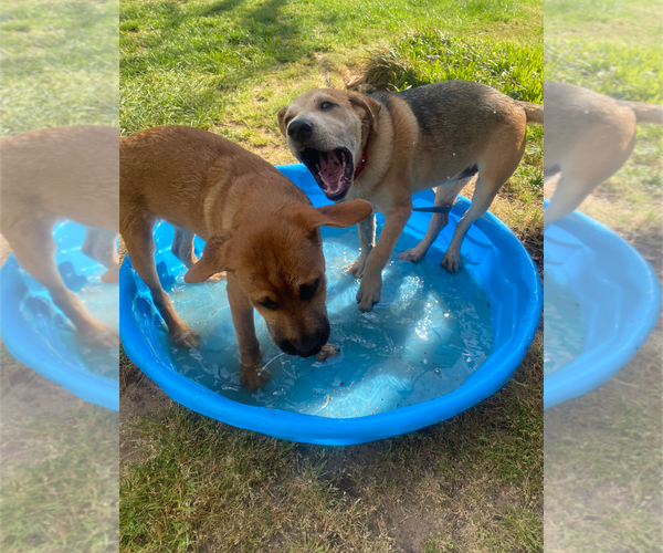 Medium Photo #11 Retriever -Unknown Mix Puppy For Sale in Holly Springs, NC, USA