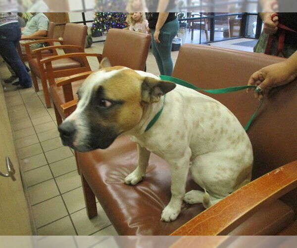 Medium Photo #1 Catahoula Leopard Dog-Unknown Mix Puppy For Sale in Ocala, FL, USA