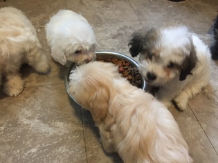 Maltipoo Puppy for sale in SAINT PETERS, MO, USA
