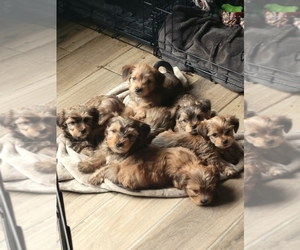 Morkie Puppy for sale in LOS LUNAS, NM, USA