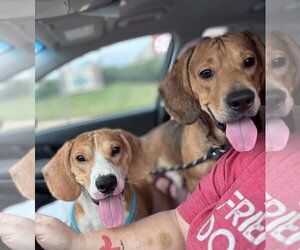 Patches - Male Bagle Hound Dog for Adoption - Photo #4