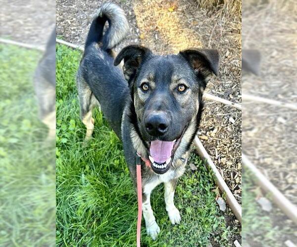 Medium Photo #1 German Shepherd Dog Puppy For Sale in Sacramento, CA, USA