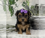 Small Photo #13 Shorkie Tzu Puppy For Sale in SELLERSBURG, IN, USA
