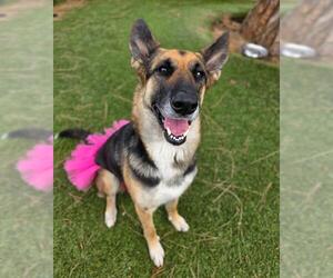 German Shepherd Dog Dogs for adoption in Downey, CA, USA