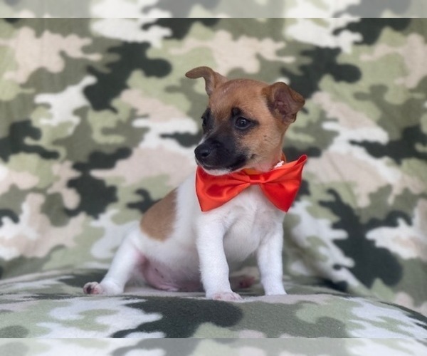 Medium Photo #3 Jack-Rat Terrier Puppy For Sale in LAKELAND, FL, USA