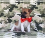 Small Photo #3 Jack-Rat Terrier Puppy For Sale in LAKELAND, FL, USA