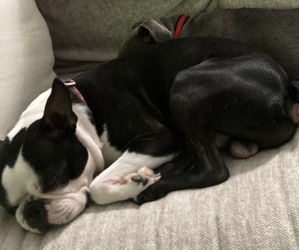 Boston Terrier Puppy for sale in BUFFALO, MN, USA