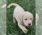 Small #5 Labrador Retriever