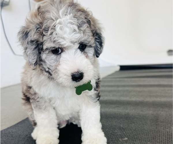 Medium Photo #89 Sheepadoodle Puppy For Sale in HUNTINGTON BEACH, CA, USA