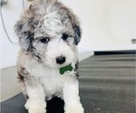Small Photo #89 Sheepadoodle Puppy For Sale in HUNTINGTON BEACH, CA, USA