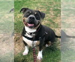 Small #3 American Staffordshire Terrier Mix