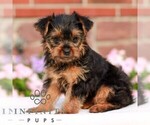 Image preview for Ad Listing. Nickname: Jessie