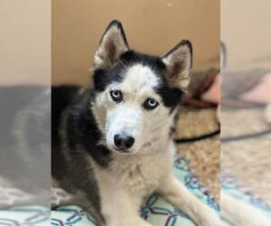 Siberian Husky Dogs for adoption in Frisco, CO, USA