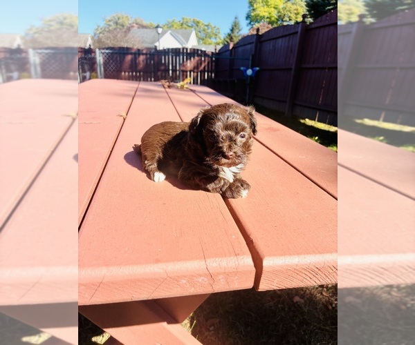 Medium Photo #2 YorkiePoo Puppy For Sale in VANCEBURG, KY, USA