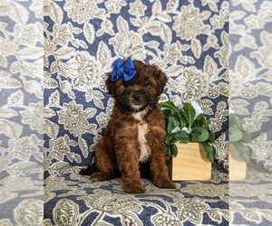 Shih-Poo Puppy for sale in LINCOLN UNIV, PA, USA