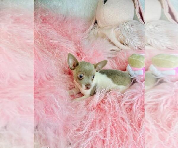 Medium Photo #4 Chihuahua Puppy For Sale in BOSTON, MA, USA