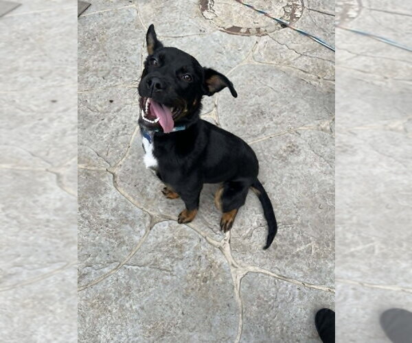 Medium Photo #2 Rottweiler-Unknown Mix Puppy For Sale in Springdale, PA, USA
