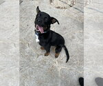 Small #1 Rottweiler Mix