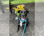 Small Photo #7 Labrador Retriever-Unknown Mix Puppy For Sale in Rockaway, NJ, USA
