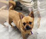 Small Photo #2 Frenchie Pug Puppy For Sale in Ellijay, GA, USA