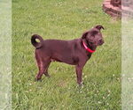 Small #1 Labrador Retriever Mix