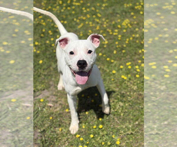 Medium Photo #3 American Pit Bull Terrier-Unknown Mix Puppy For Sale in Virginia Beach, VA, USA