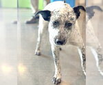 Small #1 Mutt