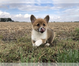 Pembroke Welsh Corgi Puppy for sale in ARTHUR, IL, USA