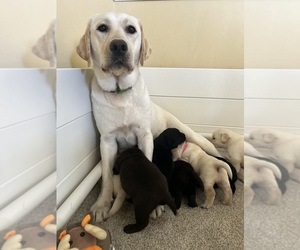 Mother of the Labrador Retriever puppies born on 05/31/2025