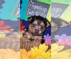 Medium Yorkshire Terrier