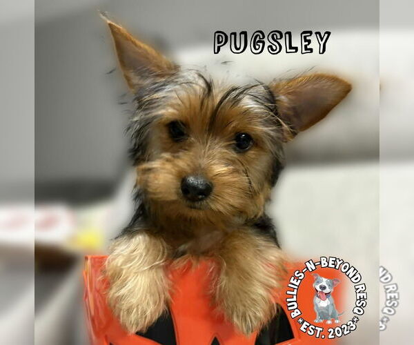 Medium Photo #4 Mutt Puppy For Sale in Omaha, NE, USA