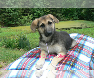 German Shepherd Dog Puppy for Sale in PIEDMONT, Missouri USA