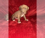 Small #6 American Pit Bull Terrier