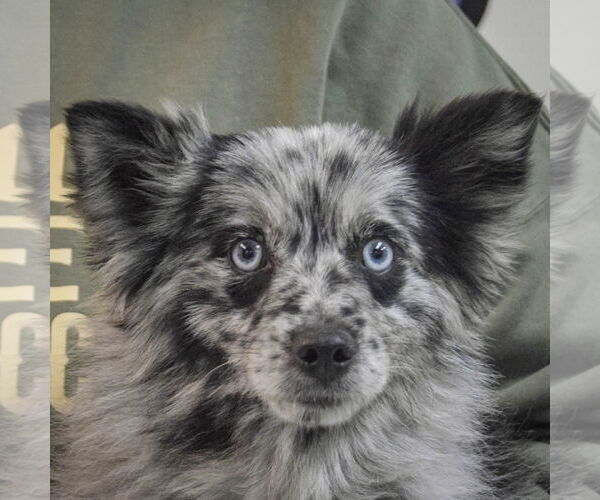Medium Photo #7 Pomeranian-pomeranian spitz Mix Puppy For Sale in Huntley, IL, USA