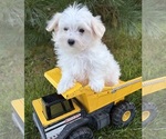 Gus - Male Maltese Puppy for Sale - Small photo