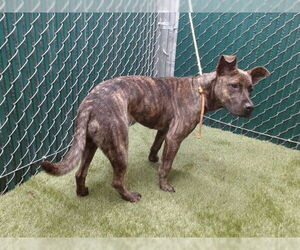 American Pit Bull Terrier-Unknown Mix Dogs for adoption in Downey, CA, USA