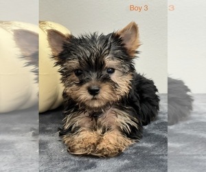 Yorkshire Terrier Puppy for sale in BEECH GROVE, IN, USA