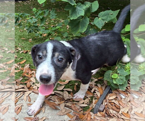 Medium Photo #6 Mutt Puppy For Sale in Lakewood, CO, USA