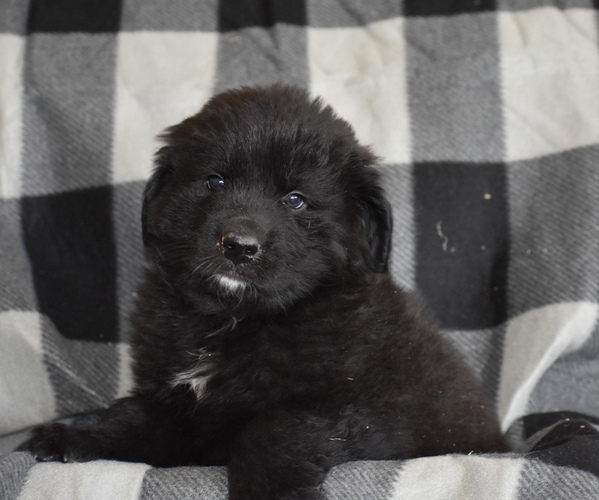 Medium Photo #7 Great Pyrenees-Newfoundland Mix Puppy For Sale in BREWSTER, WA, USA